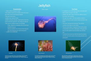 Jellyfish Characteristics Fun Facts Claire Langue Body is