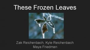 These Frozen Leaves Zak Reichenbach Kyle Reichenbach Maya