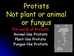 Protists Not plant or animal or fungus The