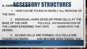 ACCESSORY STRUCTURES A HAIR FOLLICLES 1 HAIR CAN