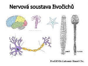 Nervov soustava ivoich Prof RNDr Lubomr Hanel CSc