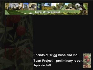 Friends of Trigg Bushland Inc Tuart Project preliminary