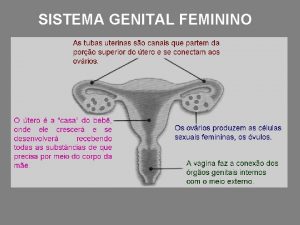 SISTEMA GENITAL FEMININO SISTEMA GENITAL MASCULINO As mudanas