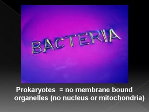 Prokaryotes no membrane bound organelles no nucleus or