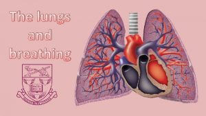 The lungs and breathing Learning objectives Define breathing