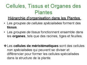 Cellules Tissus et Organes des Plantes Hirarchie dorganisation