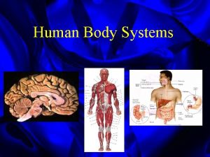 Human Body Systems Body Organization Our bodies are