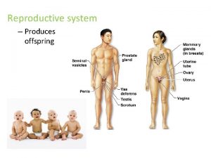 Reproductive system Produces offspring The Reproductive System Gonadsprimary