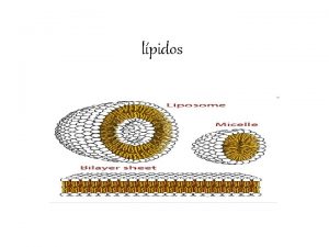 lpidos Los lpidos son un conjunto de molculas