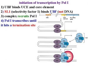 Initiation of transcription by Pol I 1 UBF