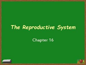 The Reproductive System Chapter 16 The Reproductive System