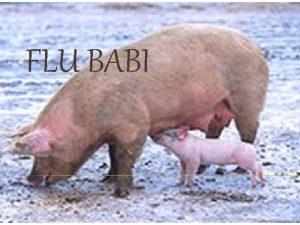 FLU BABI Flu babi Inggris Swine influenza adalah