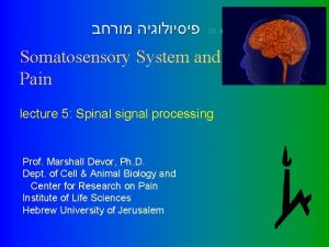 08 9 Somatosensory System and Pain lecture 5