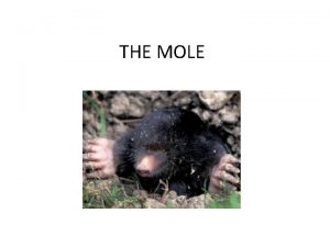 THE MOLE What is a mole A mole