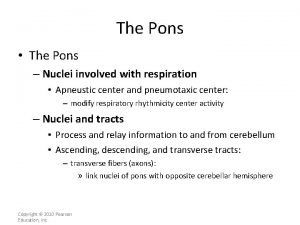 The Pons The Pons Nuclei involved with respiration