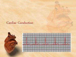 Cardiac Conduction Physiology of Cardiac Conduction The excitatory