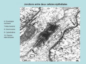 Jonctions entre deux cellules pithliales 6 Enveloppe nuclaire