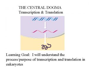THE CENTRAL DOGMA Transcription Translation Learning Goal I