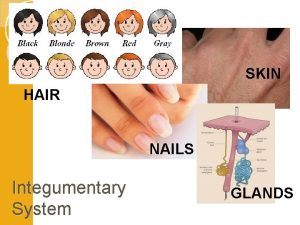 SKIN HAIR NAILS Integumentary System GLANDS 1 Integumentary