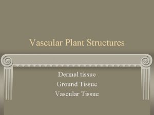 Vascular Plant Structures Dermal tissue Ground Tissue Vascular