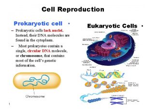 Cell Reproduction Prokaryotic cell Prokaryotic cells lack nuclei