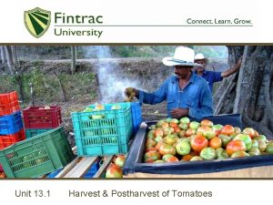 Unit 13 1 Harvest Postharvest of Tomatoes Introduction