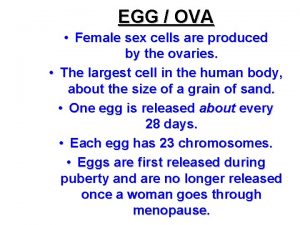 EGG OVA Female sex cells are produced by