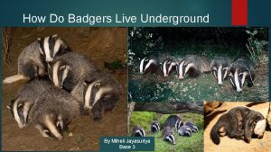 How Do Badgers Live Underground By Miheli Jayasuriya