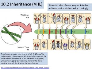 10 2 Inheritance AHL Essential idea Genes may