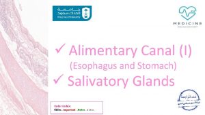 Alimentary Canal I Esophagus and Stomach Salivatory Glands