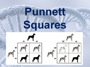 Punnett Squares Punnett Square When Gregor Mendel studied