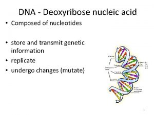 DNA Deoxyribose nucleic acid Composed of nucleotides store