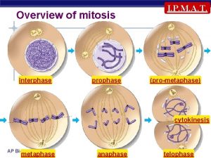 Overview of mitosis interphase prophase I P M
