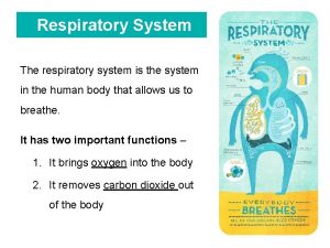 Respiratory System The respiratory system is the system