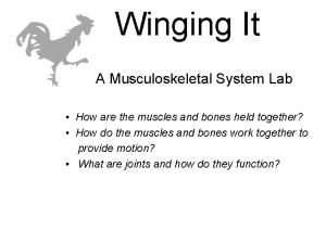 Winging It A Musculoskeletal System Lab How are