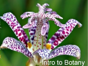 Intro to Botany Botany is the branch of