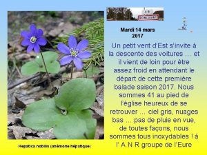 Mardi 14 mars 2017 Hepatica nobilis anmone hpatique