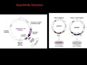 BlueWhite Selection Alpha complementation Trick omega alpha BlueWhite