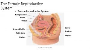 The Female Reproductive System Female Reproductive System Fallopian