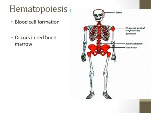 Hematopoiesis Blood cell formation Occurs in red bone