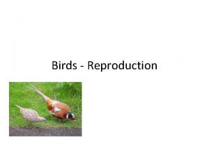 Birds Reproduction Differences between male and female birds