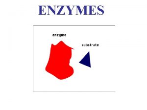 ENZYMES Enzyme Proteins that catalyze chemical reactions in