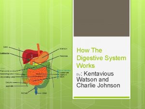 How The Digestive System Works Kentavious Watson and
