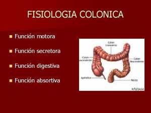 FISIOLOGIA COLONICA n Funcin motora n Funcin secretora