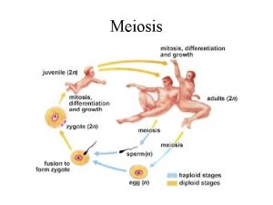 Meiosis Heredity and Variation Heredity Is the transmission