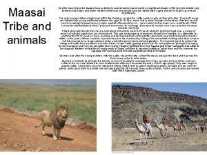 Maasai Tribe and animals As with many tribes