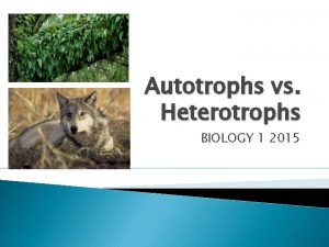 Autotrophs vs Heterotrophs BIOLOGY 1 2015 Autotrophs Autotrophs