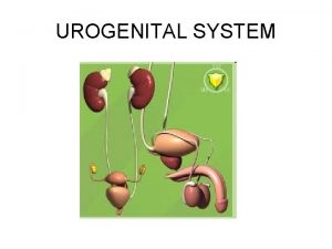 UROGENITAL SYSTEM URINARY System Two kidneys Two ureters