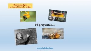 Planeta en peligro la desaparicin de las abejas