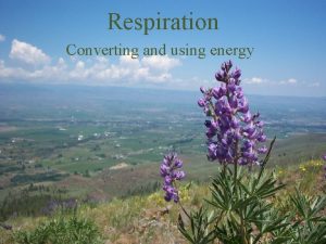 Respiration Converting and using energy Photosynthesis Review Photosynthesis